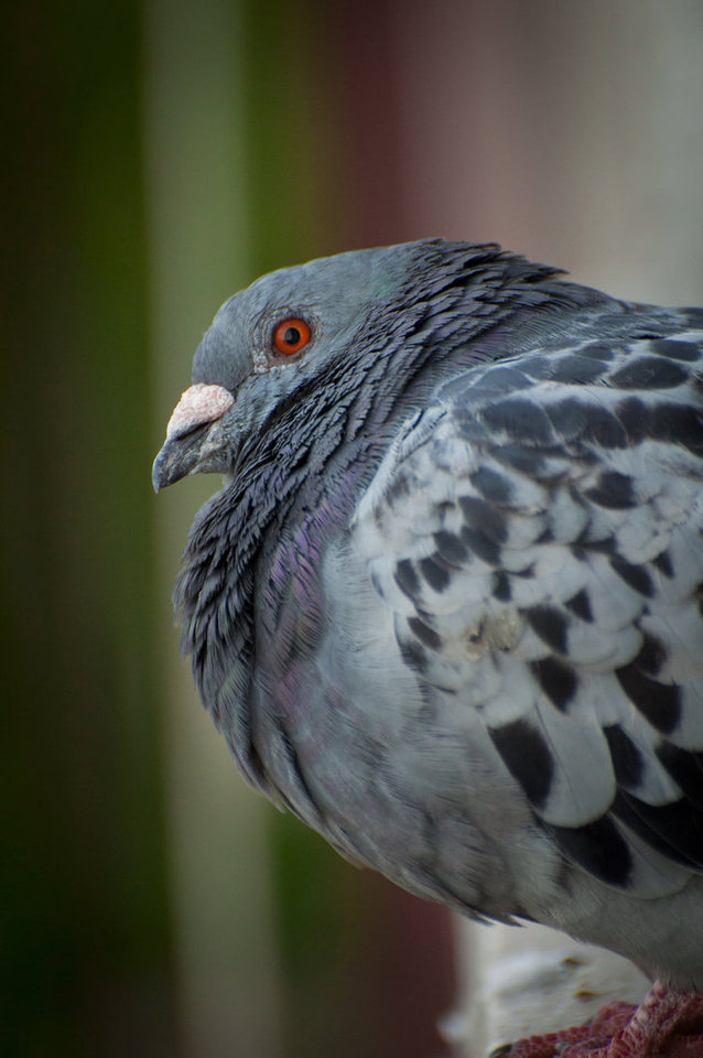 pudgy pigeons — quock-ko: Another fluffy guy by fr1man