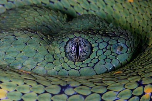 exotic-venom:(Atheris chlorechis) western bush viper