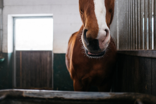 horsep0rn:KKL05106 (by Kelly Kline)