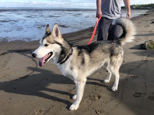 laikahusky