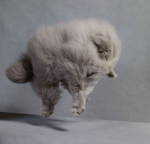 hollowedskin:boredpanda:20+ Of The Fluffiest Cats In The...