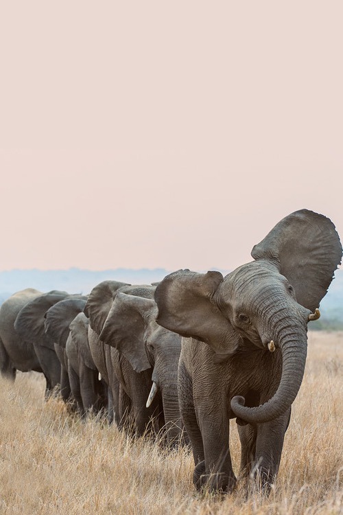 I love elephants so much!