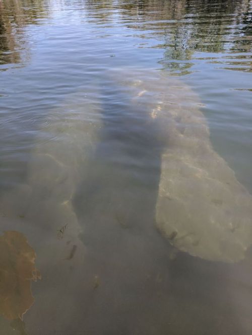 Kayaking out on Crystal River. No joke it was cold as hell. But...