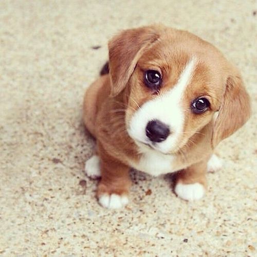 cutepuppyoftheday:Today’s Cute Puppy