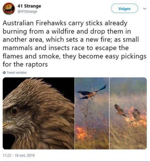 Australian Firehawks Wildfire Bird Animals The More You