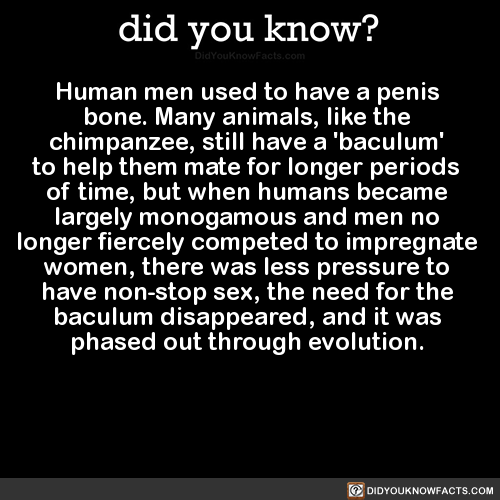 did-you-kno:Human men used to have a penis bone. Many...