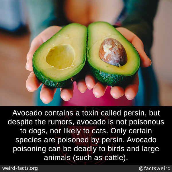 Weird Facts, Avocado contains a toxin called persin, but&hellip;