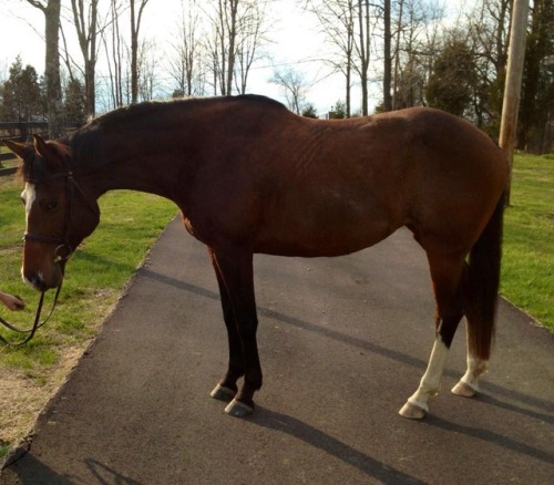 all-the-horses:Streaking GlimmerBlue Eyed Streaker x Northern...