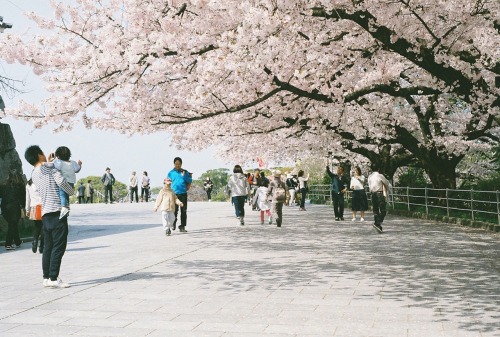 chi–ca:福岡城跡舞鶴公園 さくら模様