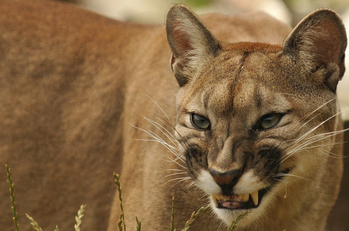 ancientdelirium:Smiling Mountain Lion by Ami 211 on Flickr.