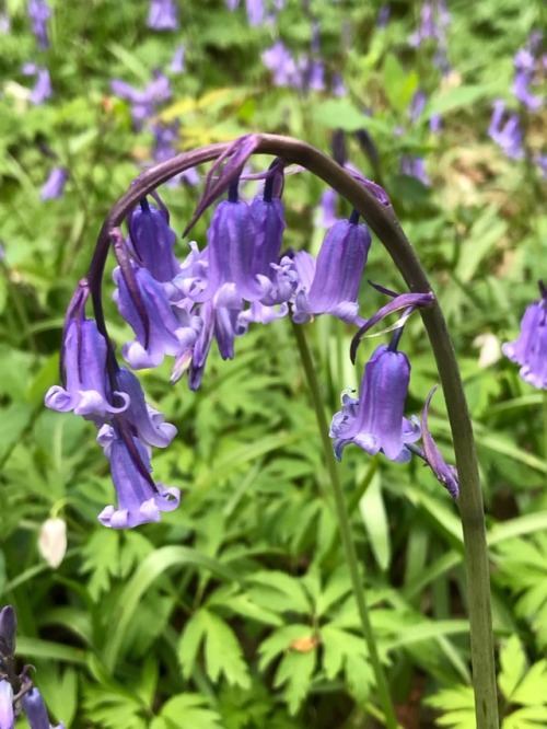 jillraggett:Plant of the DayMonday 30 April 2018The students...