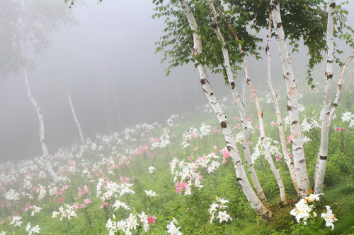 phantastrophe:Nasushiobara, Japan | Photographer: sd@blog of...