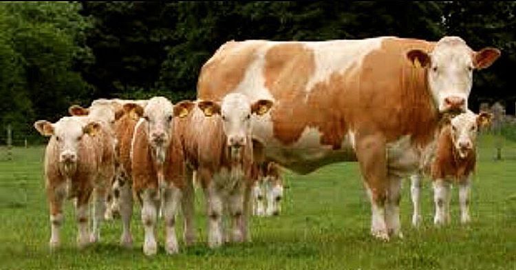 Dunia Ternak  Klasifikasi sapi  potong berdasarkan umur 