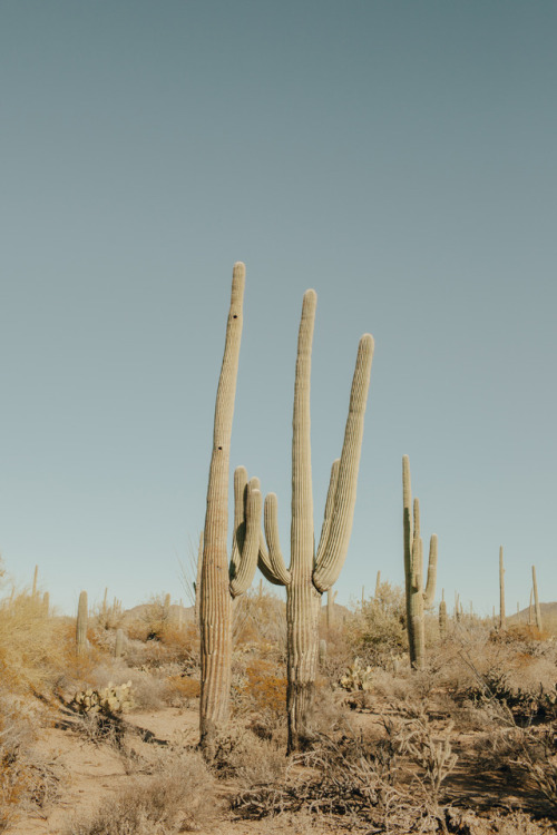 saguaro national | Tumblr