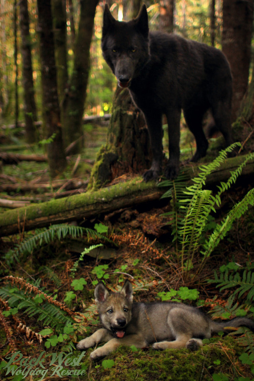 naturepunk:Took the wolfdogs out to the woods today. I feel...