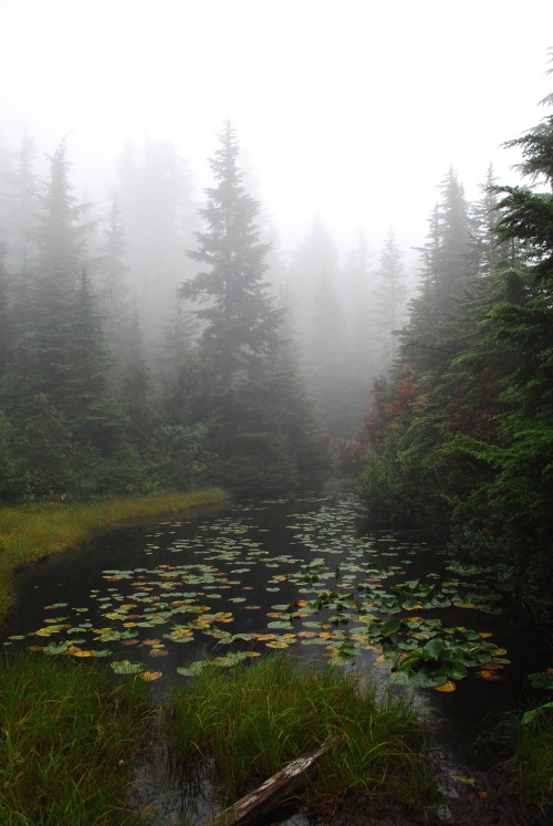 90377:Tiny Subalpine Lake by Lisa A