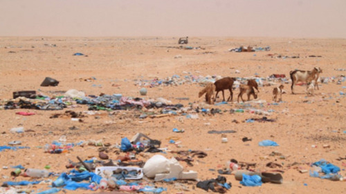 Goats eating garbage at the refugee camp site