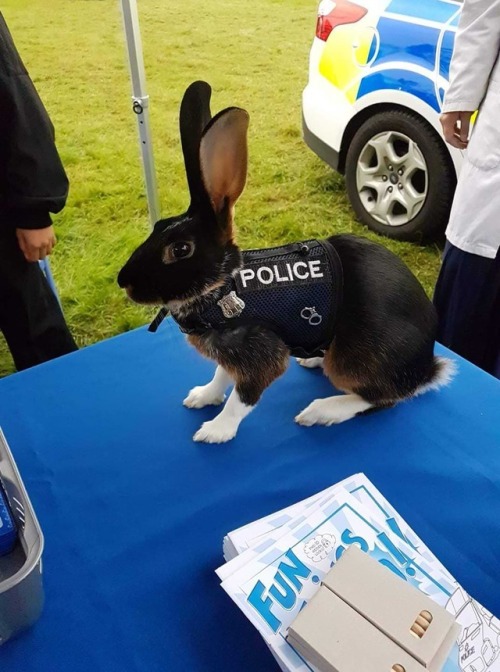 catchymemes:Officer Hopps at duty.