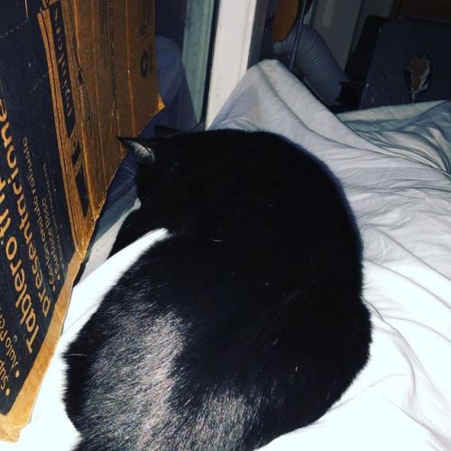 Kitty sleeping on top of me. #cat #cats...