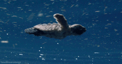 Resultado de imagem para gif tartaruga marinha