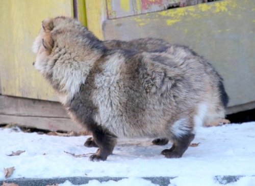 cuteanimals-only:witness tanuki dividing -