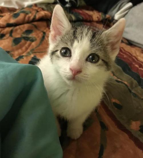 cutekittensarefun:Catsitting this perfect lil creature tonight