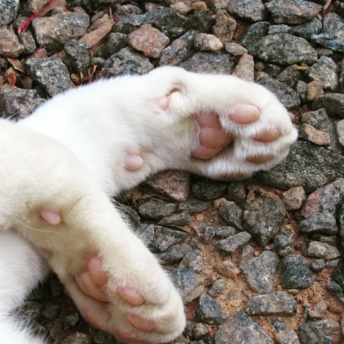Kitten Paws On Tumblr