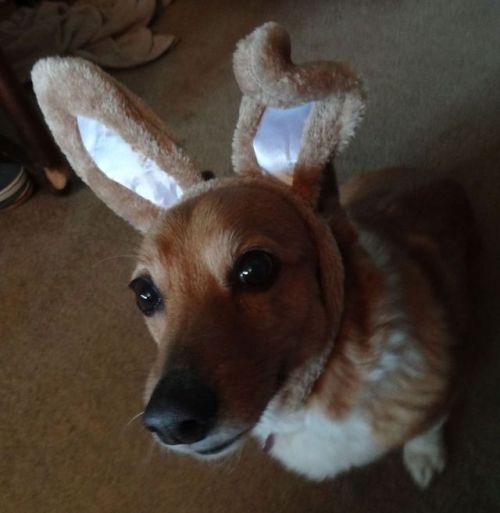 pacificpikachu:My beloved corgi Honey needs help!Her eye...