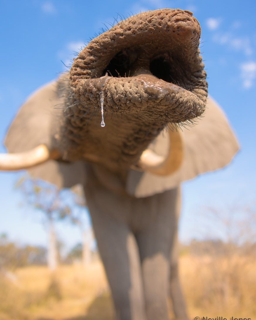 <p>Today on #worldelephantday you will see lots of serious posts about the dire circumstances of this wonderful species. Here is something to break that pattern. </p>
<p>This is an habituated wild elephant in #Botswana who hangs out with #livingwithelephants </p>
<p>#experientialtravel <br/>
#experientialphotography <br/>
(at Sanctuary Stanley’s Camp)<br/>
<a href="https://www.instagram.com/p/B1FndSwAoAV/?igshid=1aq9vusuk21wt" target="_blank">https://www.instagram.com/p/B1FndSwAoAV/?igshid=1aq9vusuk21wt</a></p>