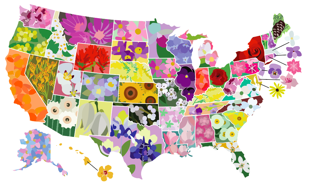 A map of the unarguably beautiful parts of our country- the US by state flower. 🌷🌸🌼🌺🌻