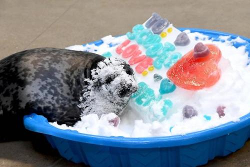 slushyseals