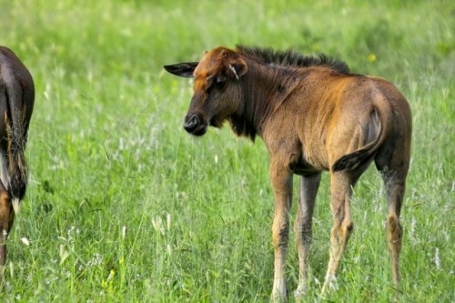 wapiti3:Blue wildebeest (Connochaetes taurinus)Arno Meintjes...