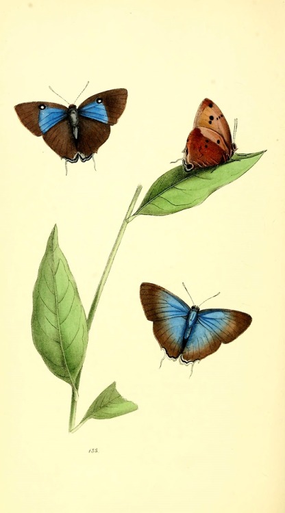 wapiti3:Zoological illustrations : selected chiefly from the...