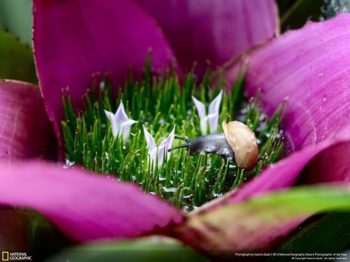 Finalists From The 2016 National Geographic Nature...