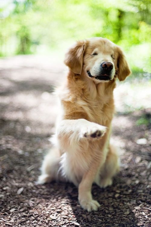 congenitaldisease:Smiley is a beautiful golden retriever that...