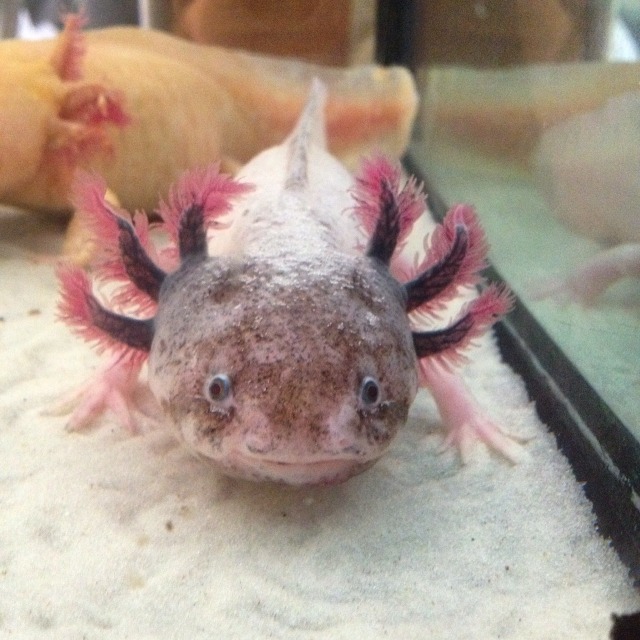 Silly Axolotls - Poor Banana baby is the only one really feeling...