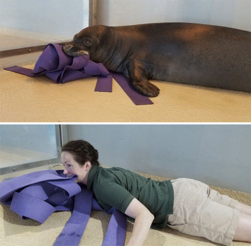 cockyhorror:catsbeaversandducks:What Happens When Zookeepers...