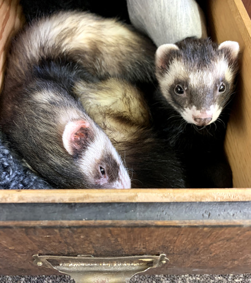 happy ferret | Tumblr