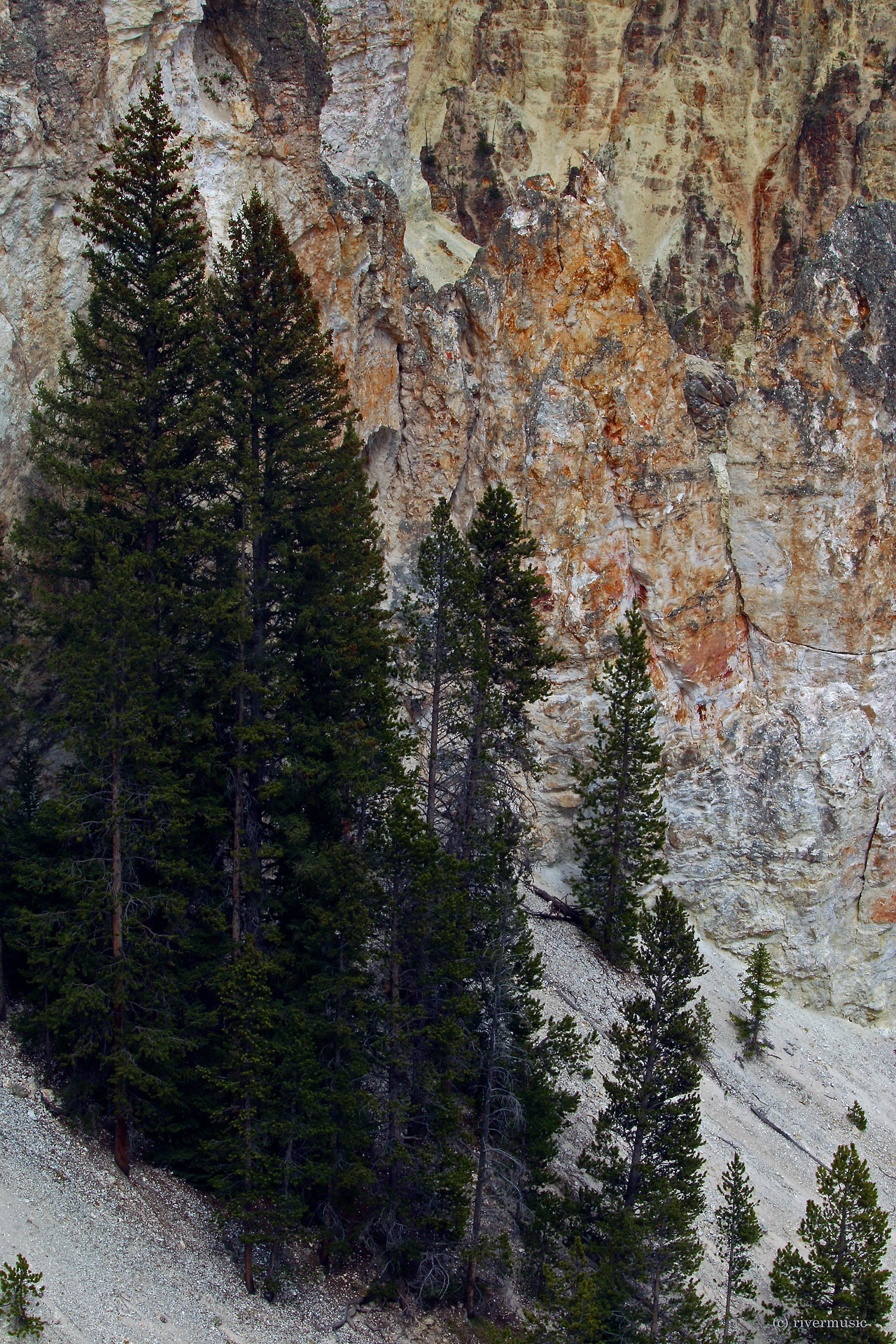 Riverwind Photography — Conifers Thrive On Steep Slopes Of The Canyon Of