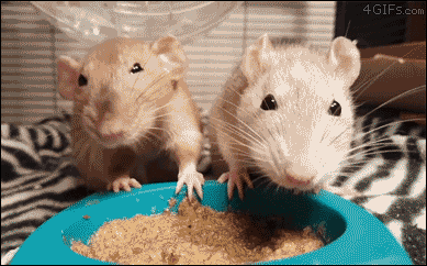 Pet rats fight like siblings over food. [video]