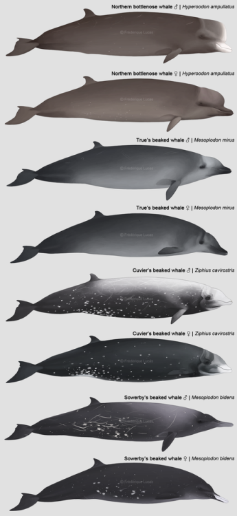 namu-the-orca:Marine Life of the Maritime Provinces,...