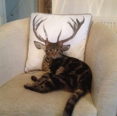 srsfunny:How Deer You Disturb The Cat?