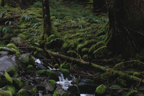 amandakaynorman:Olympic Peninsula April 2017