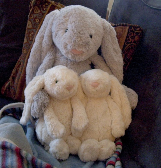 bunny2
