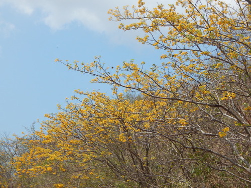 p-que-da-cuerda:Esto es por lo que amamos el bosque tropical...