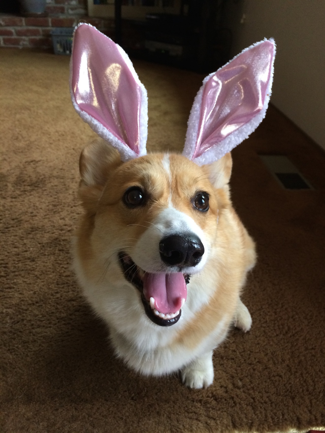 corgi easter pillow