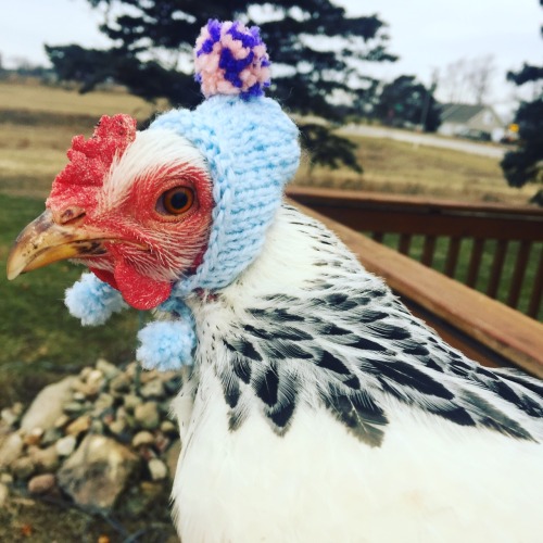 Artist, Historian, Certified Nerd. | The chicken knitwear winter 2018 ...