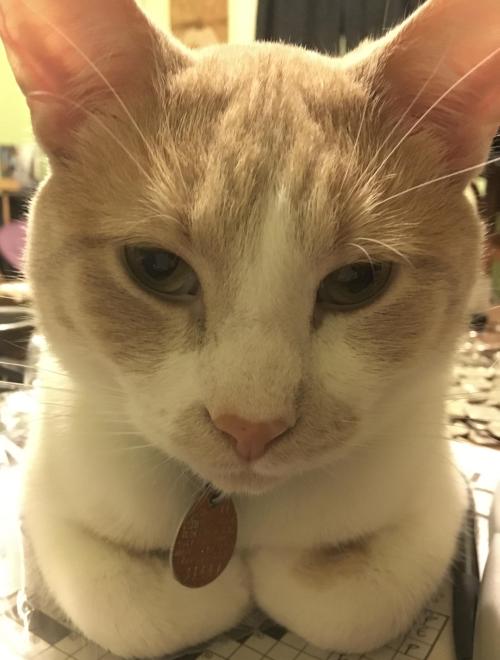 cuteeanimalsee