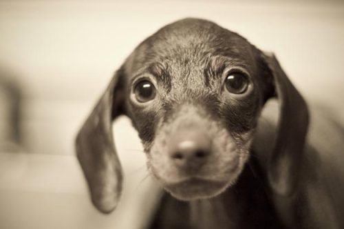 wewewe-soexcited:A compilation of puppies first bath photos…...