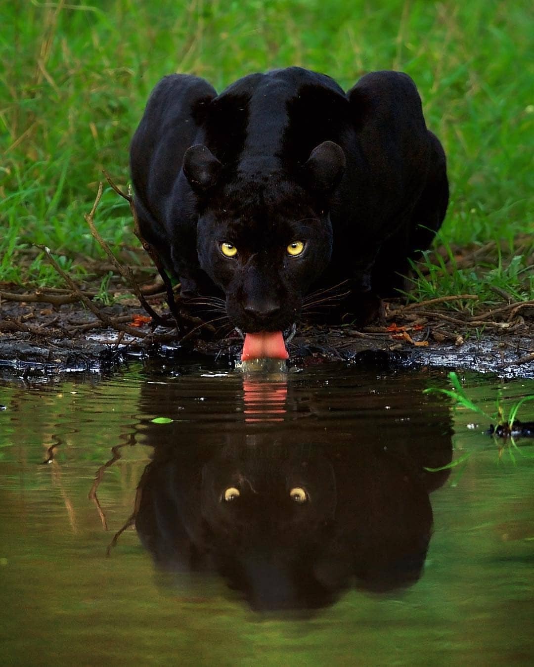 black pather animal